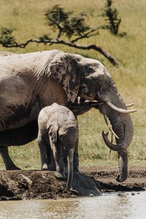 Elephant and calf bond by Ol Pejeta waterhole