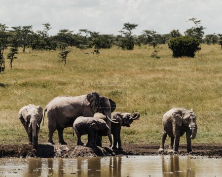 Elefanten versammeln sich an einem Wasserloch in Ol Pejeta, Kenia