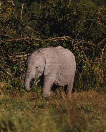 Juvenile elephant enjoys the sheltering bush in Ol Pejeta, Kenya