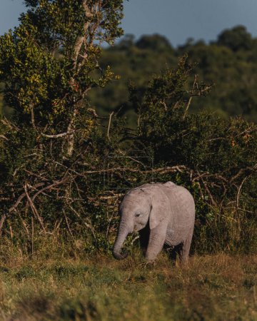 Juvenile elephant enjoys the sheltering bush in Ol Pejeta, Kenya