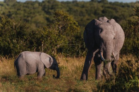 Mother elephant and calf stride through Ol Pejeta, Kenya