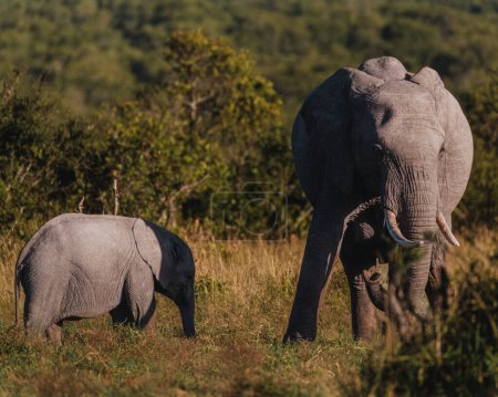 Elefante madre y paso de ternera a través de Ol Pejeta, Kenia