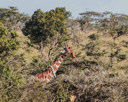 Photo for Giraffe camouflaged among the trees in Ol Pejeta, Kenya - Royalty Free Image