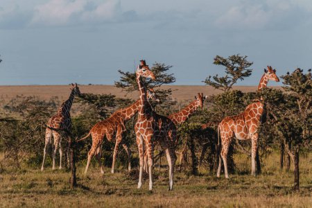 Giraffenherden, die sich in der Weite von Ol Pejeta, Kenia, vermischen