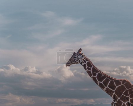 Giraffe bei der Vermessung der Landschaft im Ol Pejeta Conservancy, Kenia