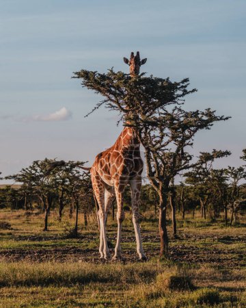 Jirafa camuflada entre los árboles en Ol Pejeta, Kenia