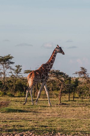 Giraffe grazing in the serene Ol Pejeta Conservancy