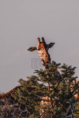 Curious giraffe peeking through acacia branches at dawn in Ol Pejeta