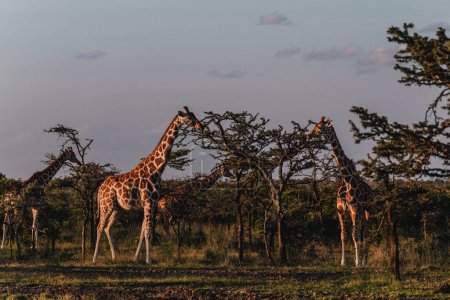  Girafes se promenant dans la brousse à Ol Pejeta Conservancy