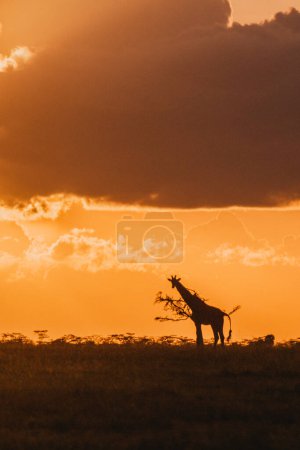 Giraffe silhouettes beneath a dramatic sunset sky in Ol Pejeta
