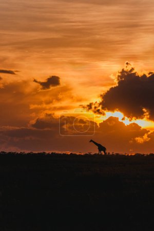 Siluetas de jirafa bajo un dramático cielo al atardecer en Ol Pejeta