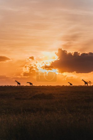 Siluetas de jirafa bajo un dramático cielo al atardecer en Ol Pejeta
