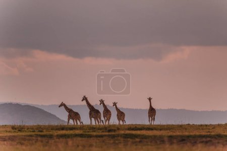 Procession de girafes sous un ciel lunatique à Ol Pejeta Conservancy