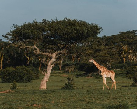 Giraffe standing tall among the acacia trees in Masai Mara