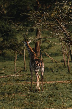 Juvenile giraffe standing tall among the acacia trees in Masai Mara