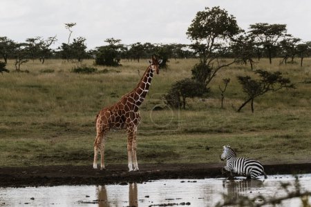 Serene savannah scene with giraffe and zebra at a watering hole