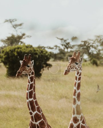 Two giraffes standing tall on the Ol Pejeta plains, Kenya