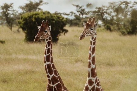 Photo for Two giraffes standing tall on the Ol Pejeta plains, Kenya - Royalty Free Image