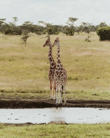 Two giraffes standing tall on the Ol Pejeta plains, Kenya