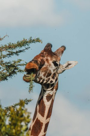 Close-up of giraffe feeding on acacia, Ol Pejeta, Kenya