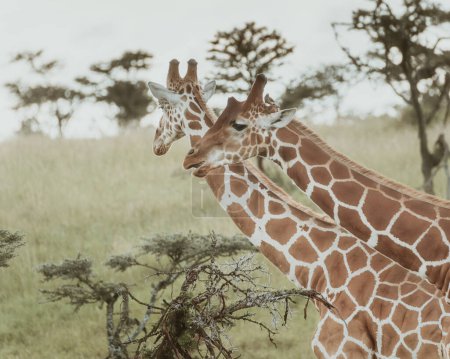 Zwei hoch aufragende Giraffen auf der Ebene von Ol Pejeta, Kenia