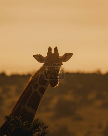 Silueta de jirafa contra una puesta de sol dorada, Ol Pejeta, Kenia