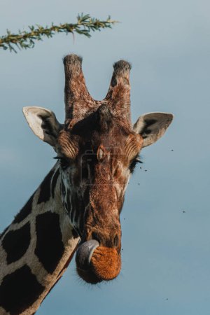 Giraffe with a backdrop of blue sky, Ol Pejeta Conservancy, Kenya