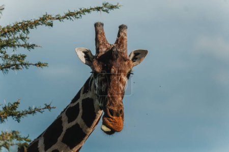 Giraffe with a backdrop of blue sky, Ol Pejeta Conservancy, Kenya