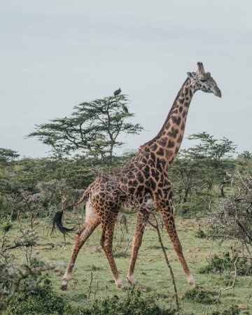 Giraffe weidet im Ol Pejeta Conservancy