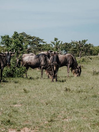 Herd of wildebeest grazing in Masai Mara, Kenya