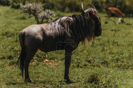 Alert wildebeest stands in the lush Masai Mara, Kenya