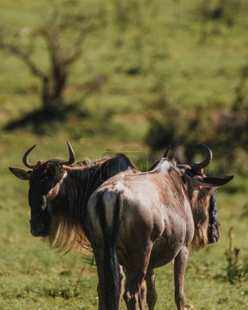 Wildebeest regardant en arrière dans le Masai Mara verdoyant