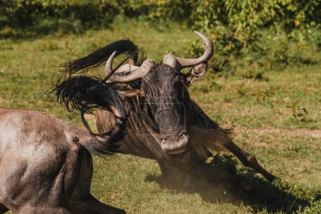 Dynamic action of a wildebeest kicking up dust in Masai Mara