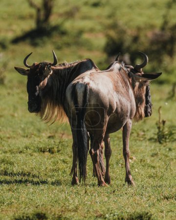 Gnus blicken zurück in die grüne Masai Mara