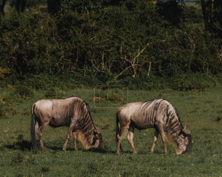 Pair of wildebeest on the lush plains of Masai Mara, Kenya