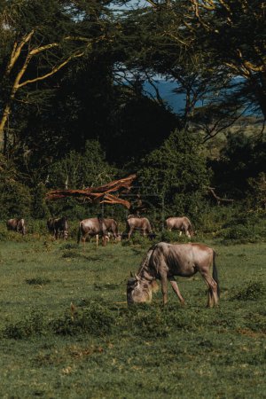 Gnu-Herde weidet in Masai Mara, Kenia