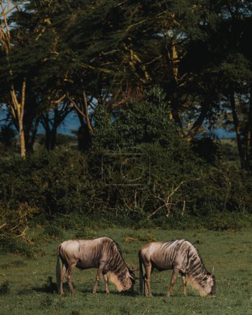 Gnu-Paar in den üppigen Ebenen der Masai Mara, Kenia