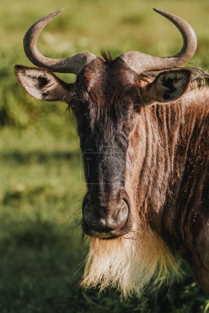 Close-up of a wildebeest against Masai Mara's greenery