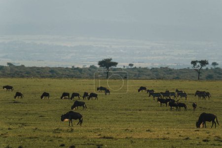 Herd of wildebeest grazing in Masai Mara, Kenya