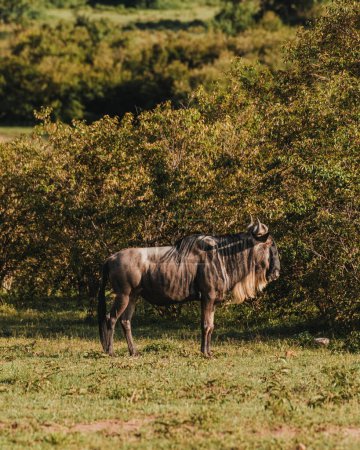 Alerta de ñus se encuentra en el exuberante Masai Mara, Kenia