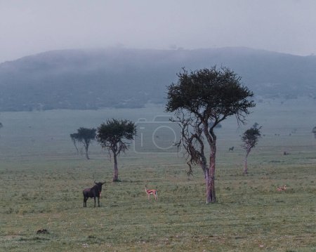 Alert wildebeest stands in the lush Masai Mara, Kenya
