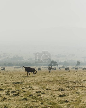 Alarmierte Gnus stehen in der üppigen Masai Mara, Kenia