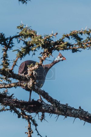 Helmeted guineafowl perching in a tree in Ol Pejeta Conservancy