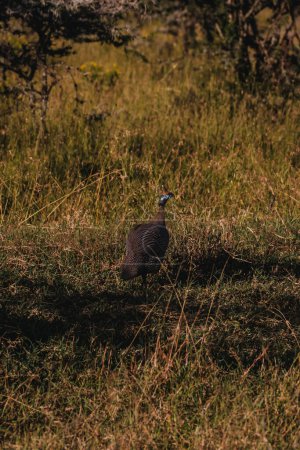 Helmeted guineafowl hiding in grass in Ol Pejeta Conservancy