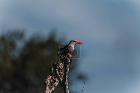 Grey-headed kingfisher perched on a thorny branch, Masai Mara