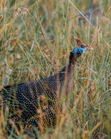 Helmeted guineafowl hiding in grass in Ol Pejeta Conservancy