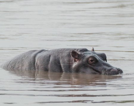 Hippopotame plongé regardant dans la rivière, Masai Mara