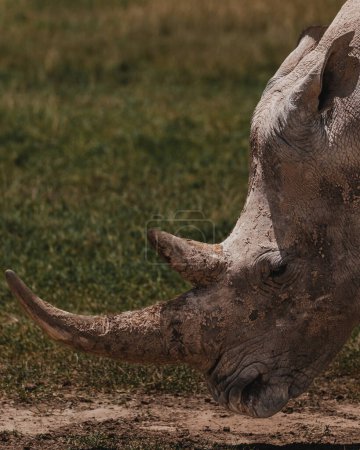 Southern white rhino in natural habitat, Ol Pejeta Conservancy