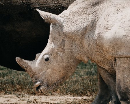 Southern white rhino in natural habitat, Ol Pejeta Conservancy