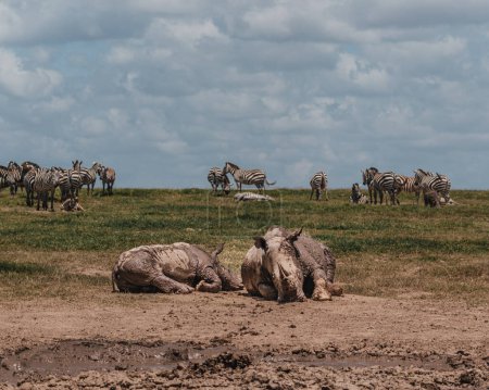 Nashörner suhlen sich im Schlamm, Zebras im Hintergrund, Kenia